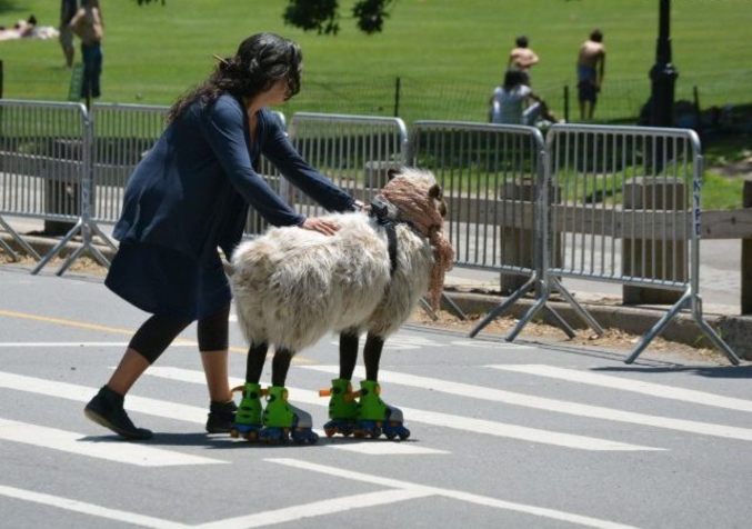 Un mouton faire du roller ?