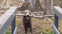 GENIUS DOG