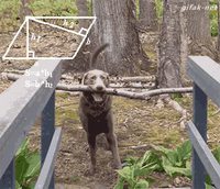 GENIUS DOG