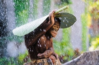 Un Orang-outan sous la pluie