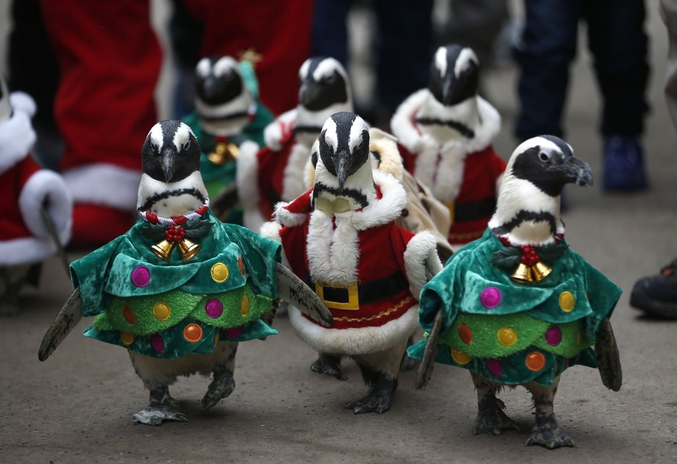 Des pingouins sont déguisés en Père Noël et en sapin dans un parc d’attraction de la région situé au sud de Séoul (photo de Kim Hong-Ji pour Reuters)