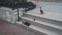 Des canetons tentent de monter un escalier
