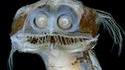 Les Gremlins se cache sous l'océan