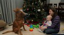 Un poney pour noël