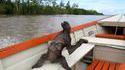 Un paresseux sur un bateau