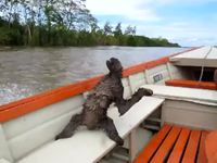 Un paresseux sur un bateau