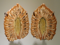 Pomme de pin fossilisée