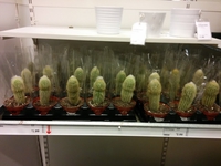 Sextoys pour maso