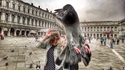 Pigeon photo bombing
