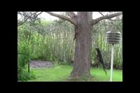Autour d'un arbre