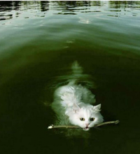 Quand il fait tout pour ne pas que vous preniez un chien