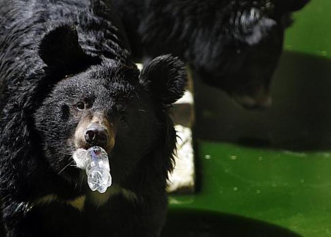 Au zoo de Kaboul, les ours font honneur à Coca-Cola.