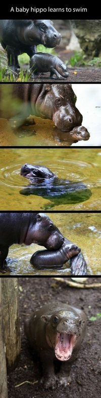 Bébé hippo