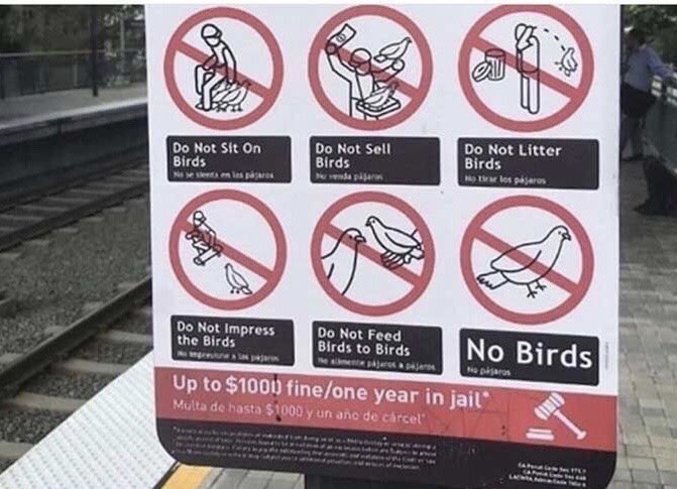 Ils me font peur: ils ont pas de BRAS !
"Ne pas s'assoir sur les oiseaux"
"Ne pas vendre d'oiseaux"
"Ne pas jeter d'oiseaux n'importe où"
"Ne pas impressionner les oiseaux"
"Ne pas nourir d'oiseaux les oiseaux"
"PAS D'OISEAUX"
"Amende jusqu'à 1000$ et/ou un an de prison"
