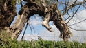 Un arbre 