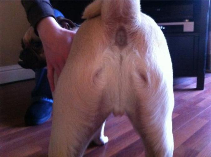 L'image de Jesus dans sur le postérieur d'un chien.