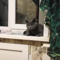 Comment faire venir chats et chiens ?