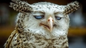 Maître Hibou sur son arbre perché