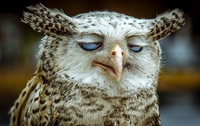 Maître Hibou sur son arbre perché