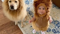 De redoutables lions dans ta maison