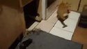Un chat fait comme un rat