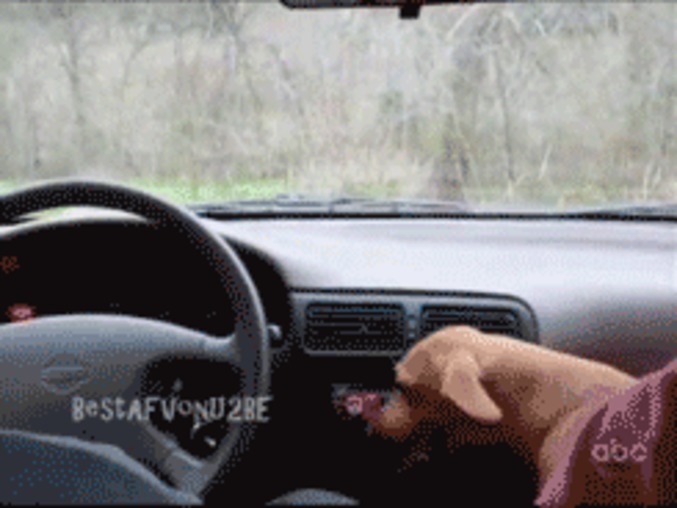 Chien autonome