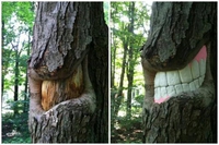 Détartrage arboricole