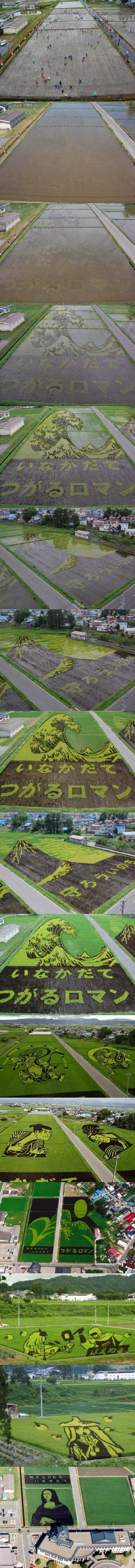 Des rizières cultivées de façon à ce qu'elles fassent des dessins vues du ciel.