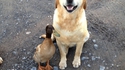 Bon chien chasse de race