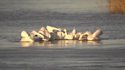 Pélicans synchronisés