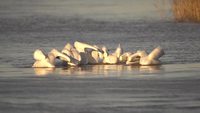 Pélicans synchronisés