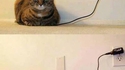 Wired plugging cat