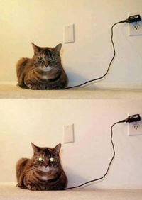 Wired plugging cat