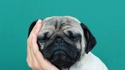 Un chien ennuyé