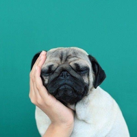 Un chien ennuyé