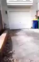 Chat metamorphe 