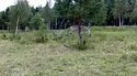 Camouflés