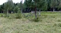 Camouflés