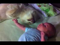 Ce chien aime les bébés