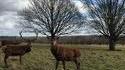Kan le cerf biche…