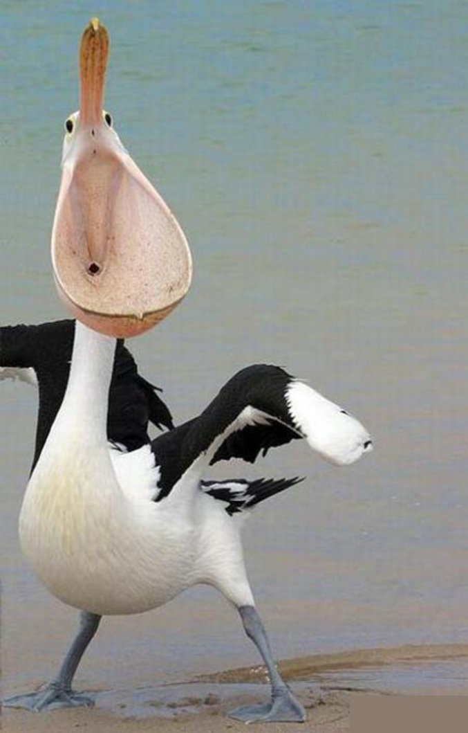 Un pelican pris sous le bon angle