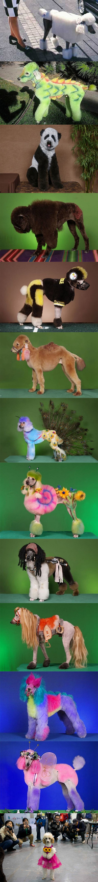Chiens de concours 2