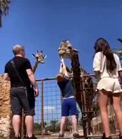 Kan tu donnes une feuille à une girafe