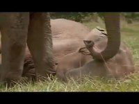 Deux éléphants réunis après 20 ans de séparation