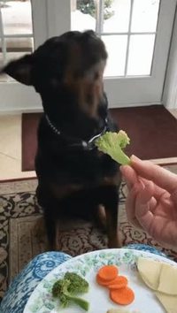 Chien sélectif