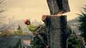 Abattage d'un arbre énorme en zone urbaine