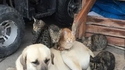 Comme chat et chien 42