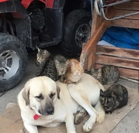 Comme chat et chien 42