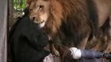 Un lion aime bien son soigneur