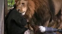 Un lion aime bien son soigneur